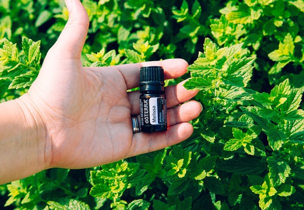 Картинка Эфирное масло doTERRA Мелисса, Melissa, 5 мл от магазина dōTERRA