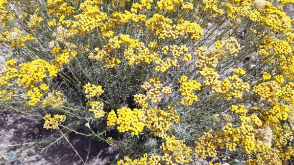 Картинка doTERRA Touch Бессмертник, Helichrysum, роллер 10 мл от магазина dōTERRA