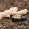 Картинка Эфирное масло dōTERRA Имбирь, Ginger, 15 мл от магазина dōTERRA